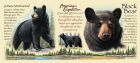   black bear (american expedition)  