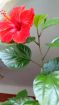  (hibiscus flower)  2   