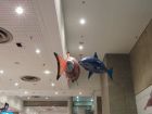   , air swimmers (flying fish)!  
