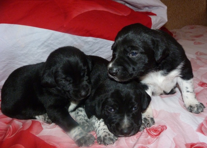 Куплю щенка новосибирская область. Курцхаар щенок 1 месяц. Чёрный Курцхаар щенок 1 месяц. Щенок 2 месяца. Щенок 1 месяц.