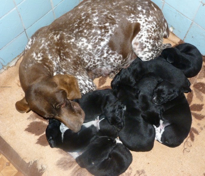 Купить собаку в ставрополе. Курцхаар щенок 1 месяц. Новорожденные щенки курцхаара. Курцхаар черный щенок. Щенки породистые Курцхаар.