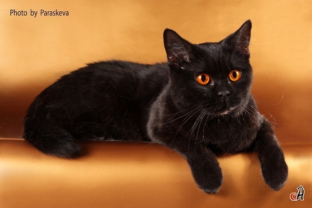Кот черно шоколадный. Кот британец черный. Британский короткошерстный кот черный. Британские короткошерстные котята черные. Британская короткошёрстная кошка шоколадная.