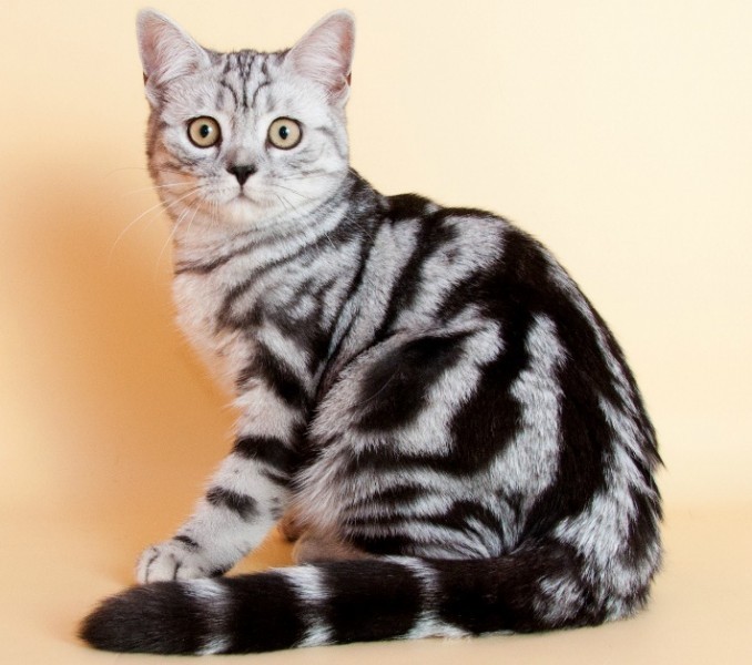 Шотландская кошка фото прямоухая мраморная