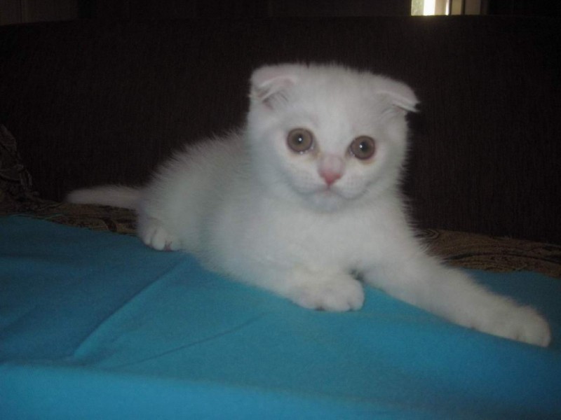 Рассмотрите фотографию кошки серо белого окраса выберите