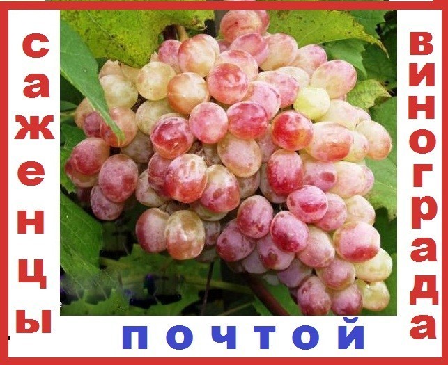 Саженцы винограда почтой. 2 Летний саженец винограда. Выписать виноград по почте. Дев виноград 2 летки. Виноград саженцы инвитро.