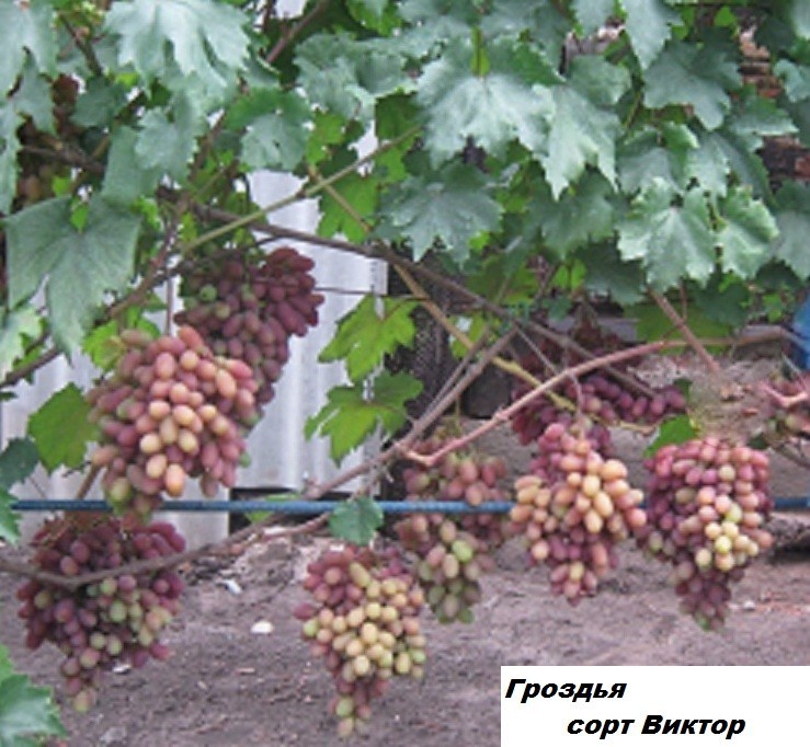 Аюта виноград описание
