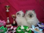 Невские маскарадные котята от титулованных родителей в Москве