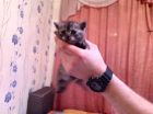 Продаю шотландского котенка( девочка прямоушка) в Екатеринбурге