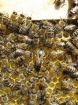 Пчелопакеты карпатка оптом и в розницу в Красноярске