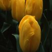 Тюльпаны оптом к 8 марта 2014 в Иркутске
