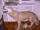 Продам чучело волка и другие в Костроме
