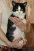 Крупный плюшевый добрый котенок 7 мес в дар! в Санкт-Петербурге