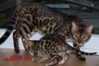 Мини леопарды бенгальские котята с подарками в Ростове-на-Дону