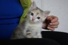 Чудо на ладошке-котенок девочка 1.5 мес в дар! в Санкт-Петербурге