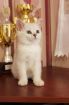 Британские котята серебристая шиншилла. питомник в Курске