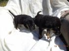 Мальчики-щеночки ищут дом. в Самаре