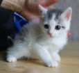 Чудесная малышка котенок 1.5 мес в дар! в Санкт-Петербурге