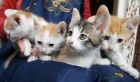 Чудесные плюшевые котятки рыжики в дар 1.5 мес! в Санкт-Петербурге