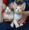 Чудесные плюшевые котятки рыжики в дар 1.5 мес! в Санкт-Петербурге