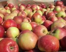 Яблоки урожай 2014 года оптом