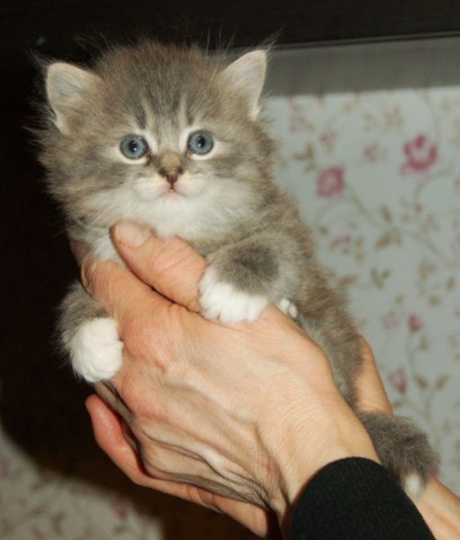 Котята 1.5 Месяца Купить
