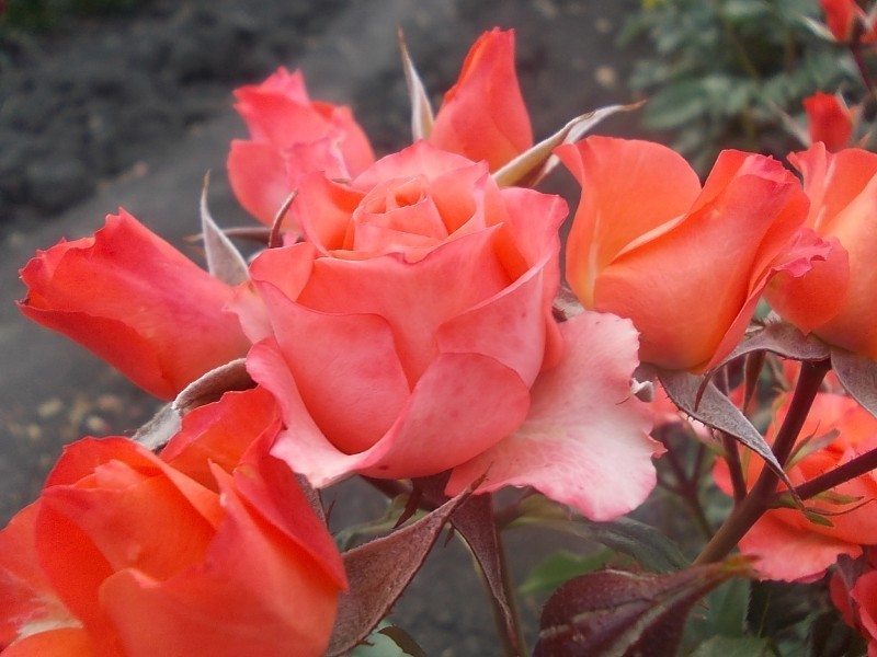 Купить зимостойкие сорта роз. Розы саженцы чайно-гибр Apricot.