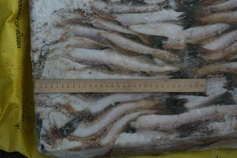 Треска морская купить. Палтус для ухи набор приголовок Мореодор. Фото морской рыбы мойва и навага. Как выглядит червь у наваги. Рыба Мурманск купить оптом.