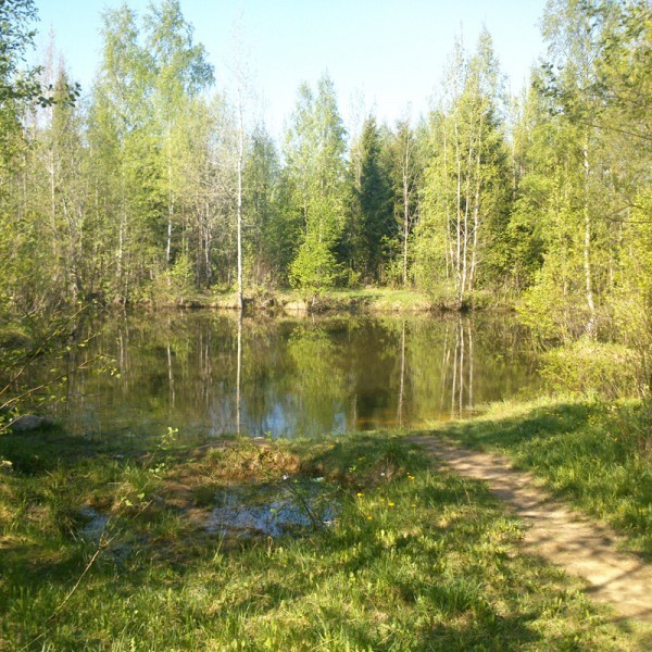 Лужский лес