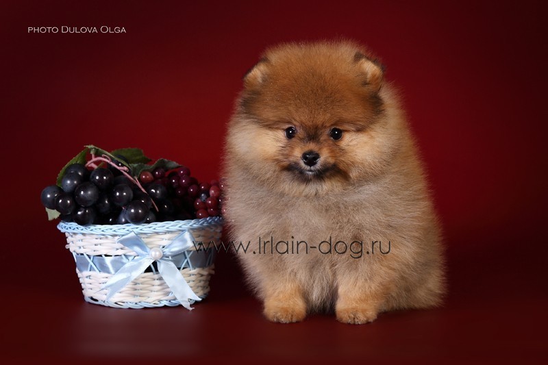 Померанский Шпиц Купить В Саратове