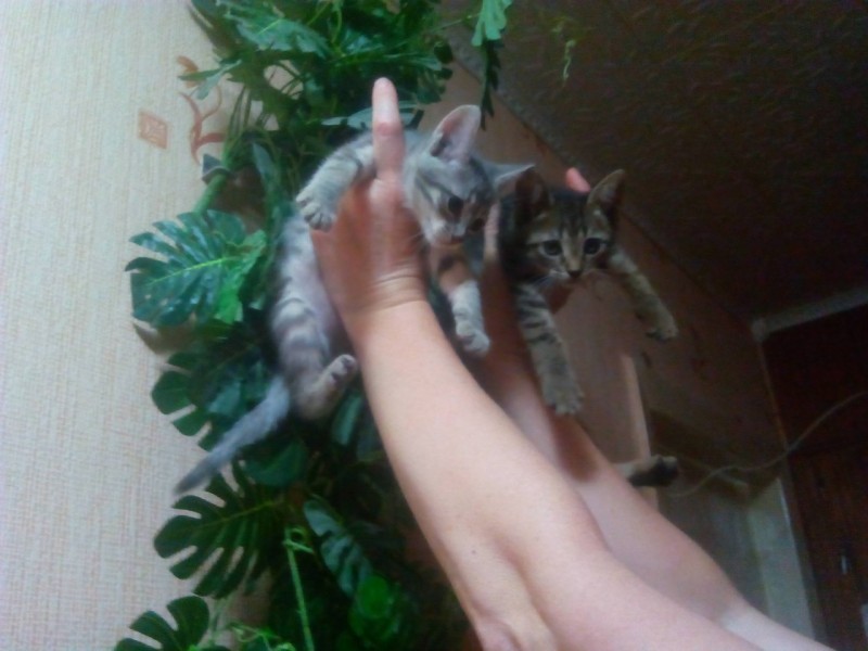 Отдам в добрые руки котят в Самаре - Барахолка животные кошки