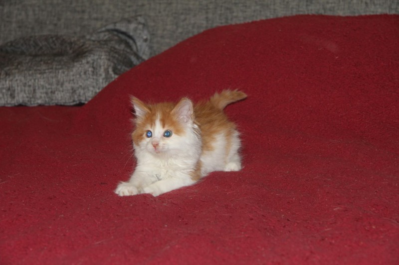 Авито котята великий. Отдам даром котенка рыжего. Рыжий котенок 1.5 месяца. Супер пушистые котята даром.