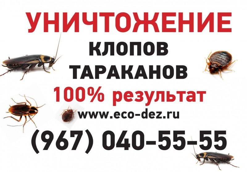 Образец объявления о дезинсекции