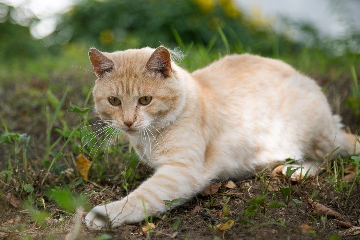 Палевые Коты