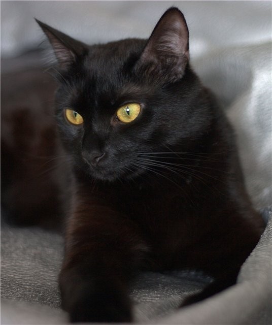 Порода черной кошки с желтыми глазами. Черный гладкошерстный кот. Черный гладкошерстный с желтыми глазами. Чёрный кот порода гладкошерстная. Черная кошка с желтыми глазами порода.
