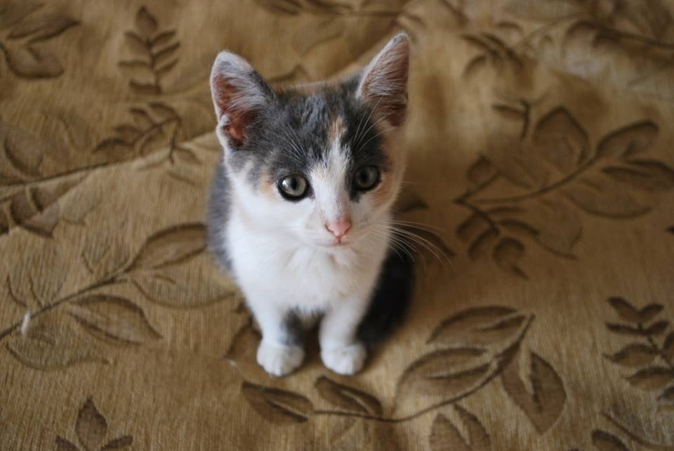 Алиса включи мне котики