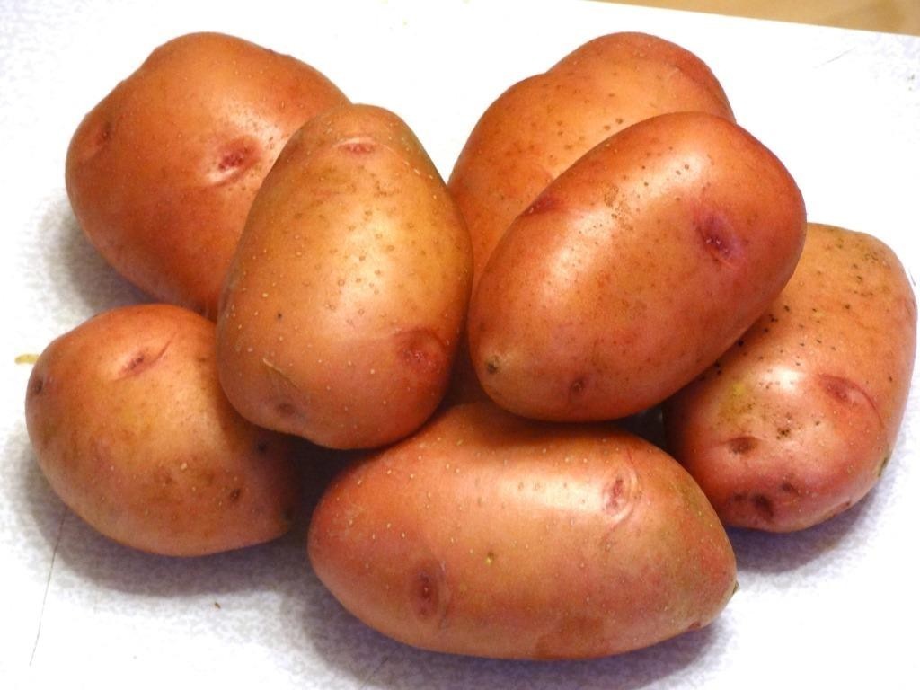 Картофель балтик роуз описание сорта фото отзывы. Семенной картофель. Картофель отборный. Картофель Молли. Сорт картофеля Розалинда фото.