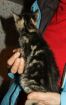 Сладкие котята 1.5 месяца в хорошие руки! в Санкт-Петербурге