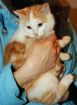 Рыжий симпатяга-котенок 4 месяца в дар в Санкт-Петербурге
