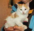 Рыжий симпатяга-котенок 4 месяца в дар в Санкт-Петербурге