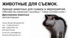 Аренда  животных  для  праздников  и фотосессий. в Москве