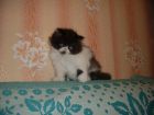 Продам котёнка перс в Нижнем Тагиле