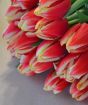 Голландские тюльпаны оптом к 8 марта 2015 в Иркутске