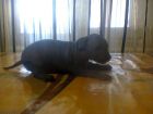 Продам щенков мексиканская голая собака ксоло в россии в Ростове-на-Дону