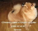 Стрижка собак и кошек на дому, выезд мастера по спб и обл в Санкт-Петербурге