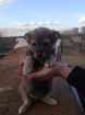 Очаровательный щенок лиза в добрые руки в Москве