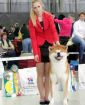 Шоу класса щенки японской акиты-ину в Москве