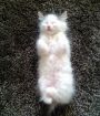 Пушистый белый котенок-мальчик в дар! в Санкт-Петербурге