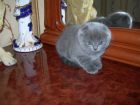 Шотландский вислоухий котенок мраморного окраса в Улан-Удэ