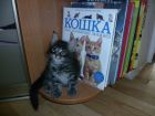 Продаются котята мейн-кун в Краснодаре