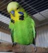 Продаю выставочных волнистых попугаев в Владимире
